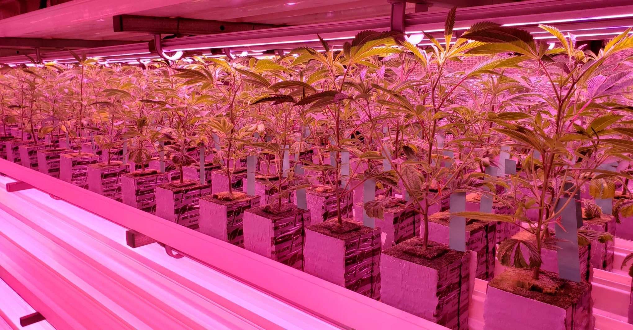 NLV Grow Lights